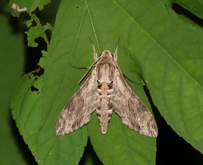 エビガラスズメ_2021年8月30日_19時40分頃_気温30度