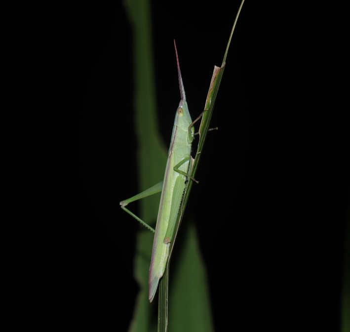 ショウリョウバッタモドキ_2021年8月30日_19時35分頃_気温30度