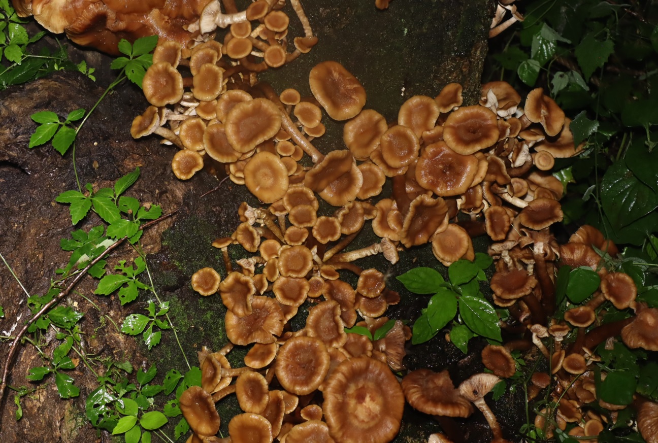 クツワムシの棲む森_ナラタケの群生_2021年9月3日19時45分気温20度小雨