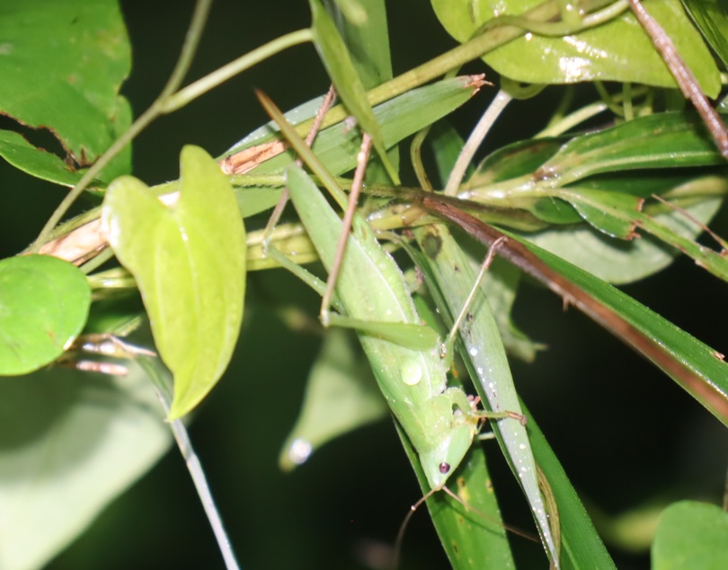 緑色型のクサキリ♀_2021年9月3日19時43分気温20度小雨