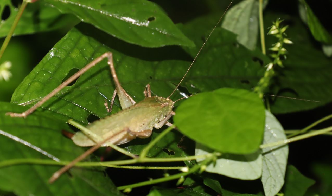 緑色型のクツワムシ♀_2021年9月3日19時35分気温20度小雨
