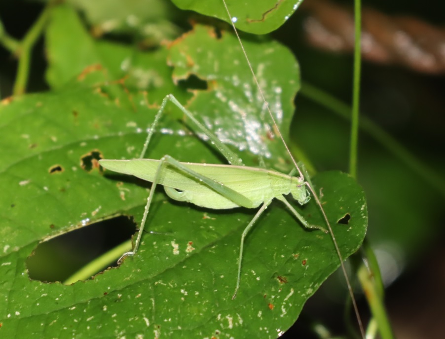 緑色型のセスジツユムシ♀_2021年9月3日19時45分気温20度小雨