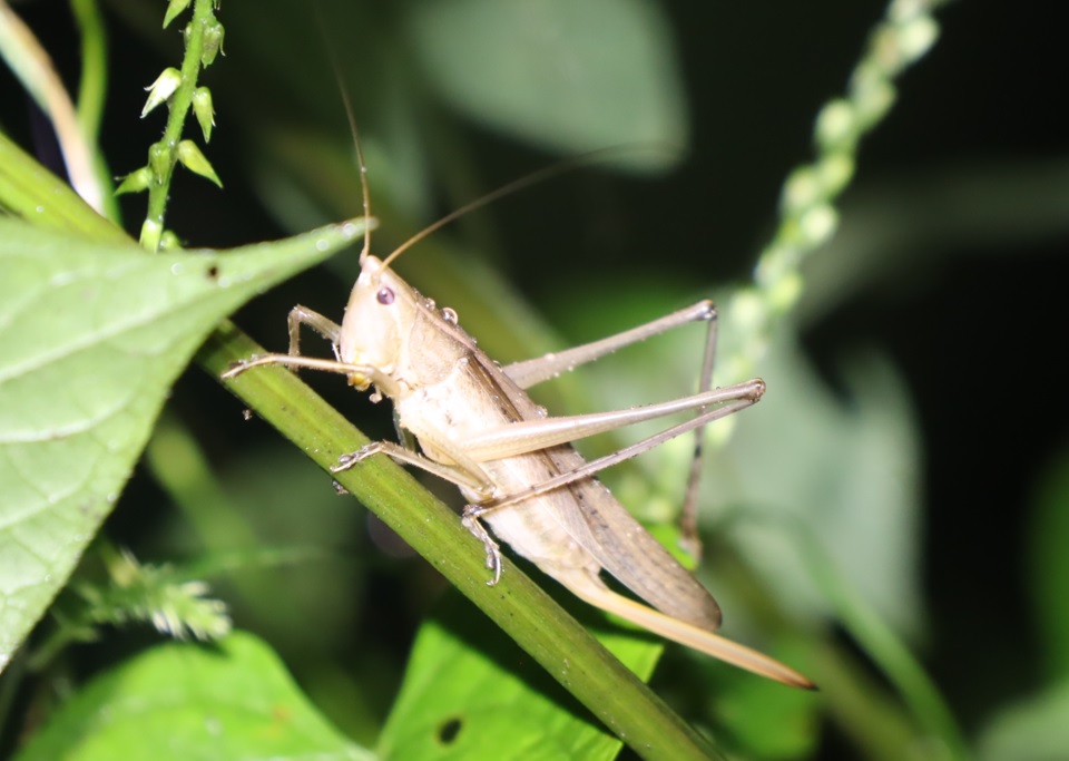 褐色型のクサキリ♀_2021年9月3日19時43分気温20度小雨