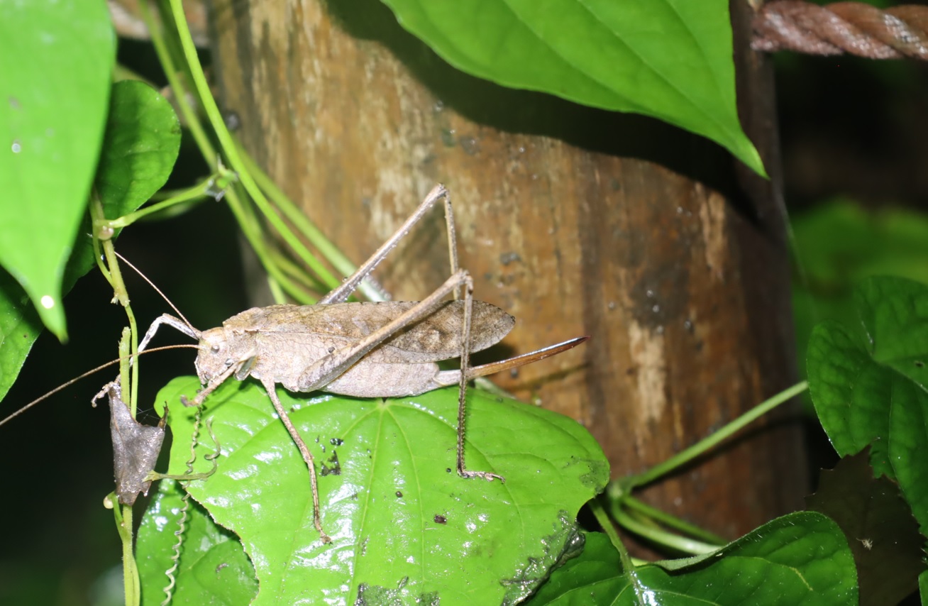 褐色型のクツワムシ♀_2021年9月3日19時49分気温20度小雨