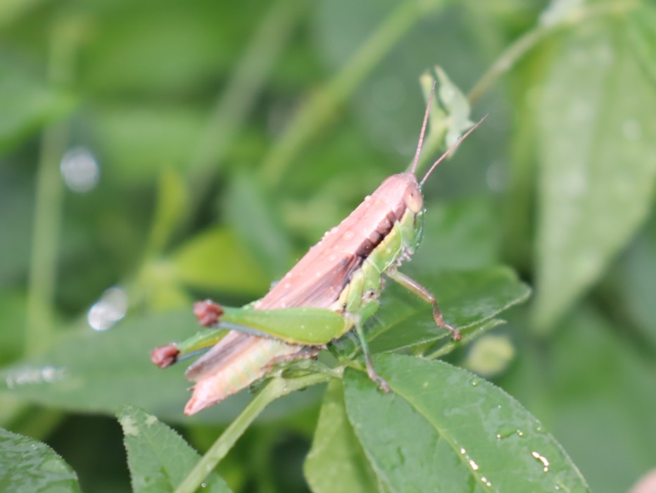 キリギリスの群生する草原_雨天の夕方_コバネイナゴ_2021年9月4日18時頃_気温21度