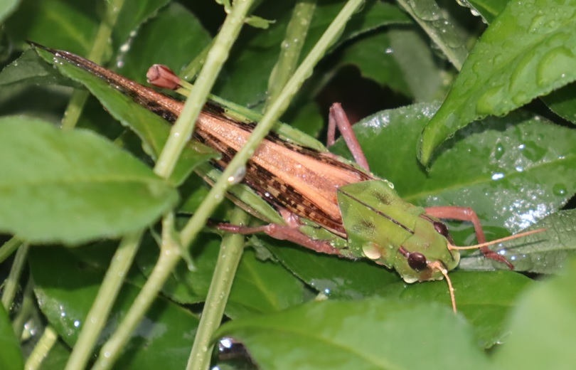 キリギリスの群生する草原_雨天の夕方_トノサマバッタ_2021年9月4日18時頃_気温21度