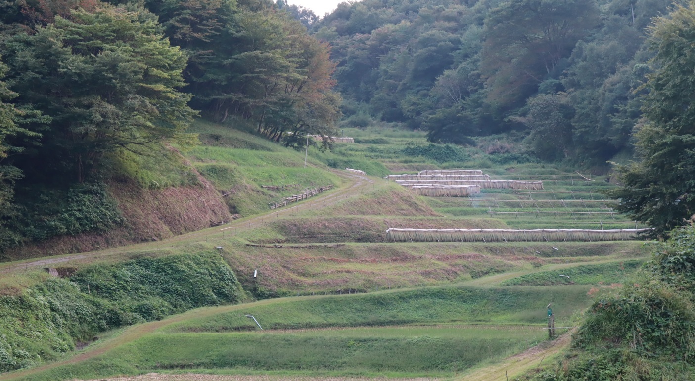 茂木町入郷石畑の棚田の風景_2022年9月29日17時5分気温26度