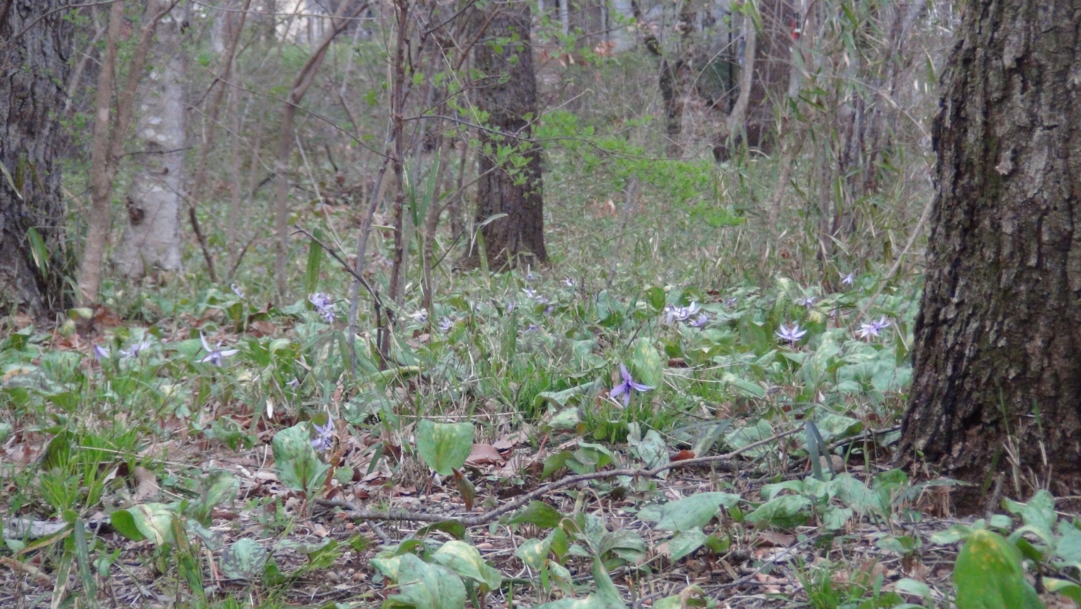 カタクリ_東京・清瀬Ｂ地区_2024年3月31日