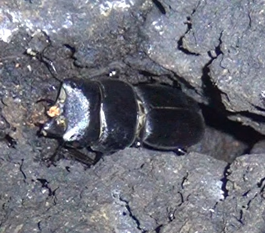 両方の大顎を失っていたヒラタクワガタの♂_2025年10月23日_暗い森のクヌギの洞