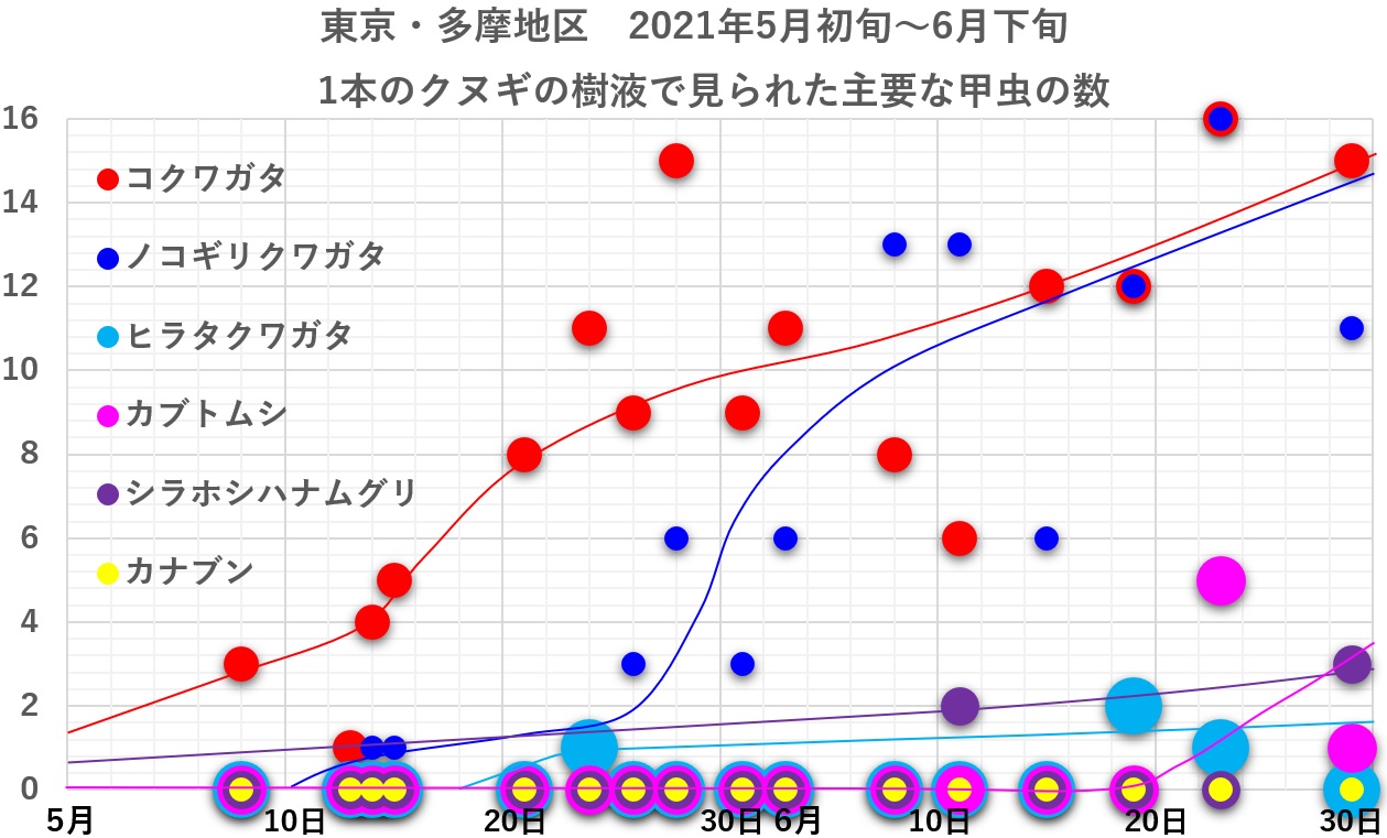 2021年5月初旬～6月下旬にかけて東京（多摩地域）の1本のクヌギで見られたクワガタムシやカブトムシの数_20210702by昆虫バカセ