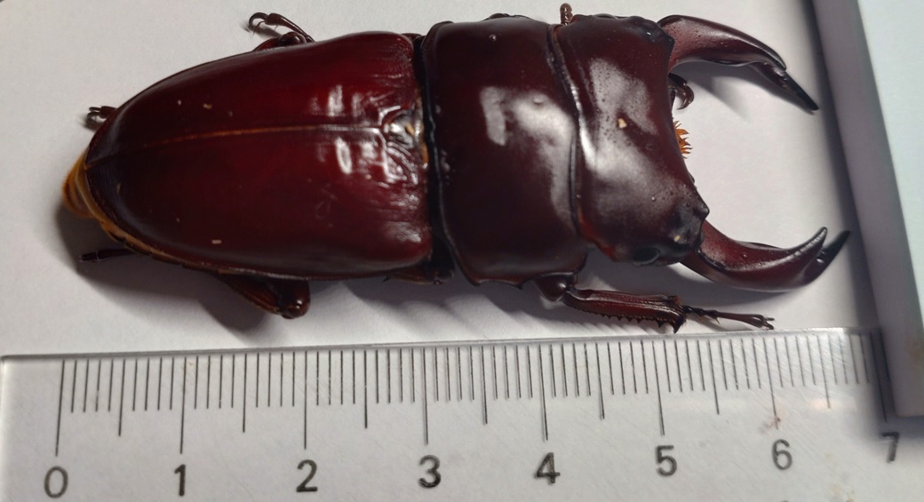 2021年7月7日に2番目のクヌギ近くで確保したオオクワガタ♀(42mm)の幼虫-成長株No.2が羽化（羽化後48時間経過）_2022年4月19日