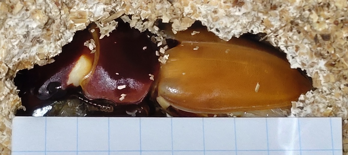 2021年7月7日に2番目のクヌギ近くで確保したオオクワガタ♀(42mm)の幼虫-成長株No.2が羽化（羽化後7時間経過）_2022年4月17日