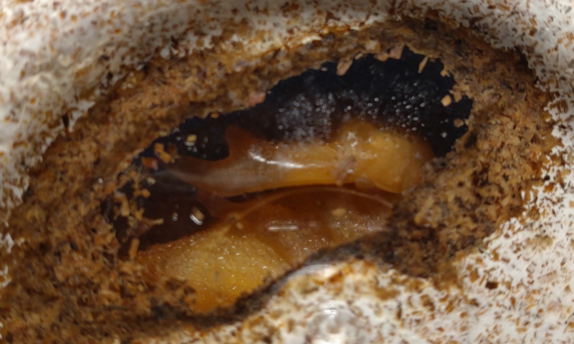 2021年7月7日に2番目のクヌギ近くで確保したオオクワガタ♀(42mm)の幼虫-成長株No.2が蛹化_2022年3月17日