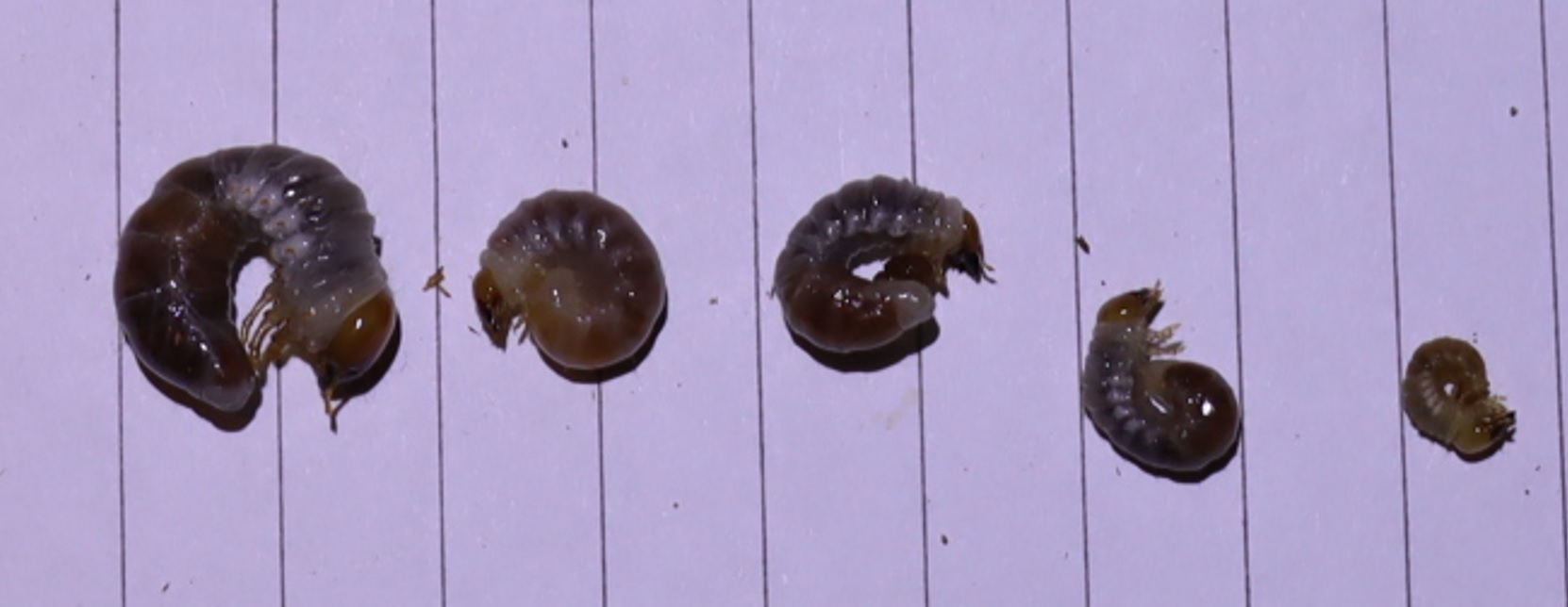 2021年7月7日に2番目のクヌギ近くで確保したオオクワガタ♀(42mm)の幼虫No.11～15_2021年10月10日