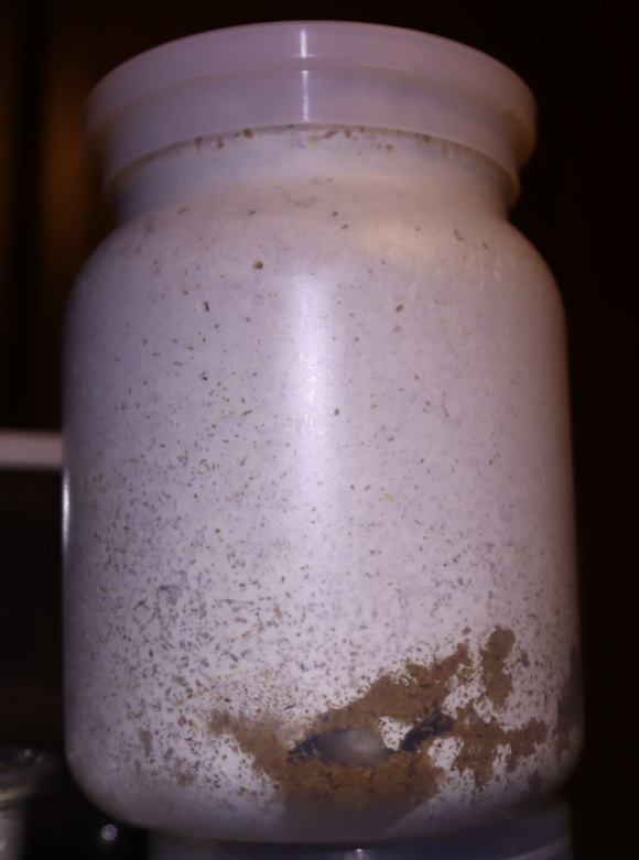 2021年7月7日に2番目のクヌギ近くで確保したオオクワガタ♀(42mm)の幼虫No.7_2021年10月10日