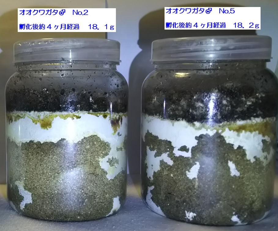 2021年7月7日に2番目のクヌギ近くで確保したオオクワガタ♀(42mm)の幼虫－菌糸ビンA内の成長株_No.2とNo.5_2021年12月9日