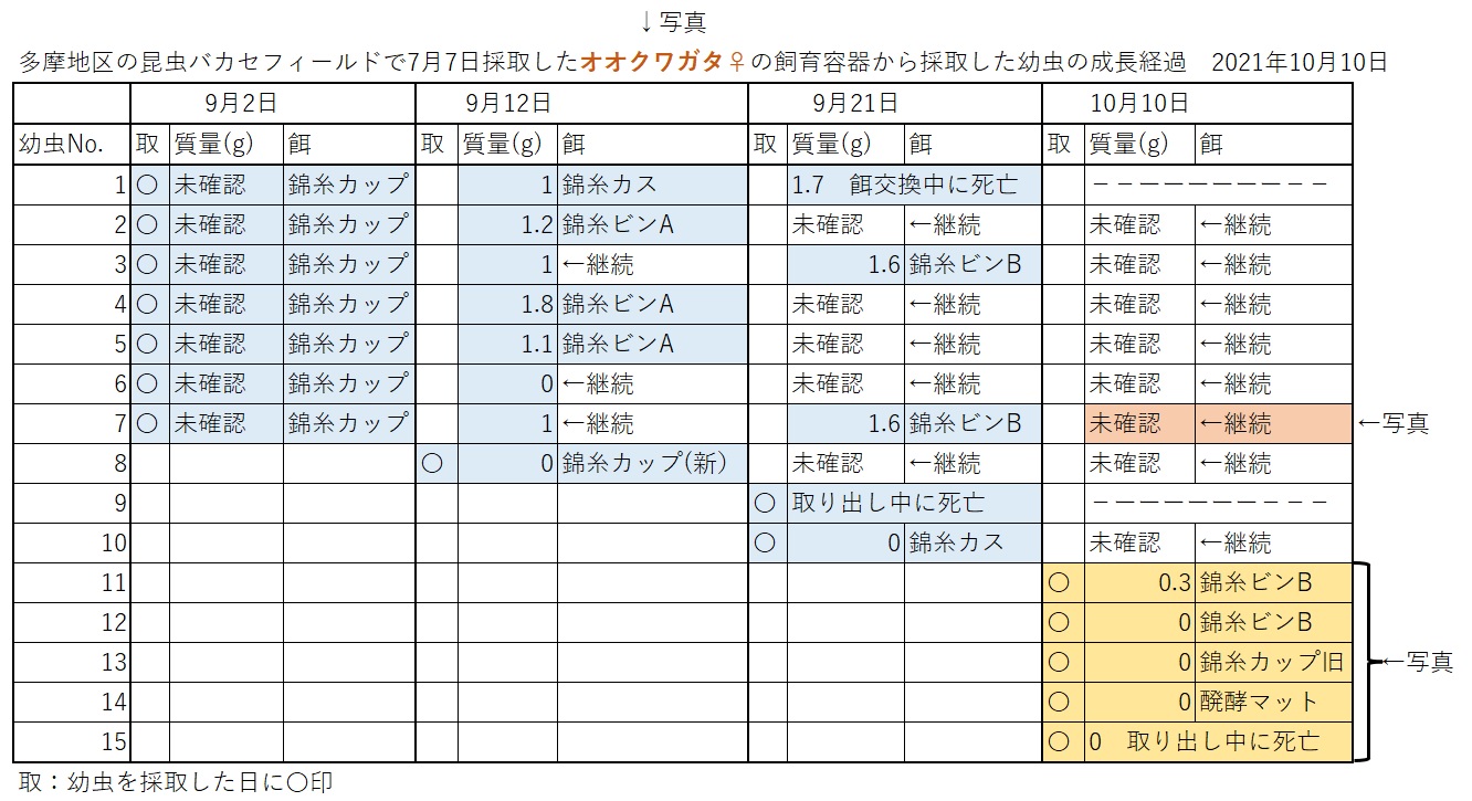 2021年7月7日に2番目のクヌギ近くで確保したオオクワガタ♀(42mm)幼虫の全成長過程_2021年10月10日