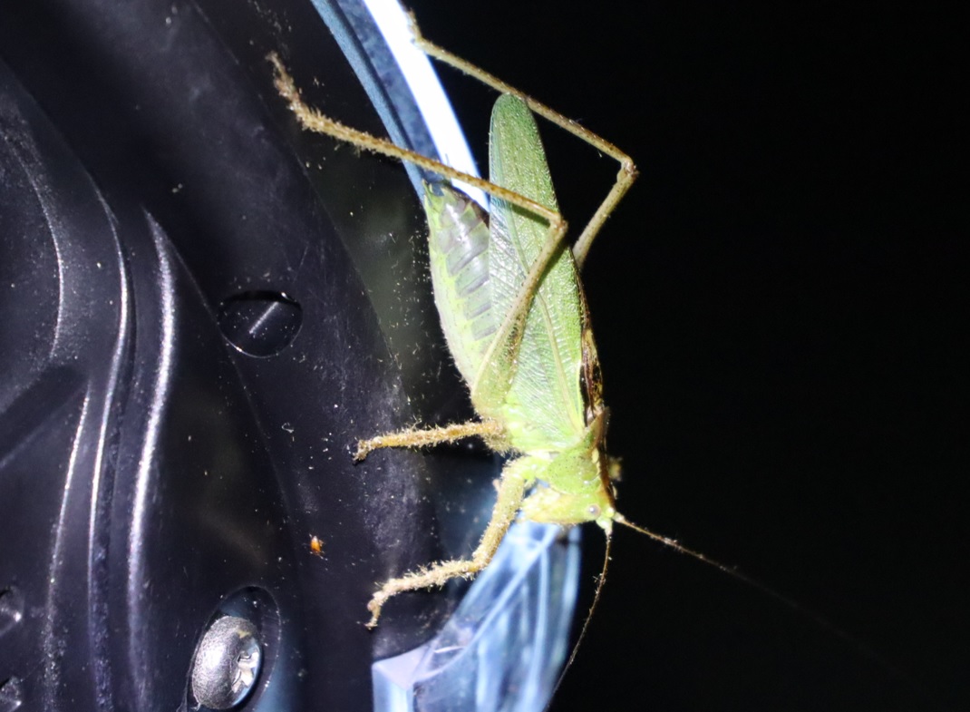 Y峠付近_ライトウォッチング_ヤブキリ♂_2022年7月29日21時30分気温27度