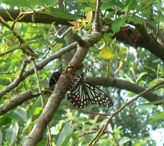 やなぎの枝先1_200805