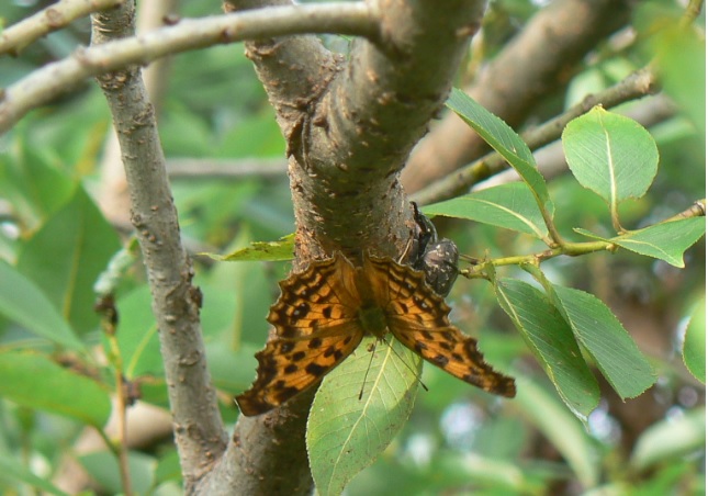 やなぎの枝先2_200805