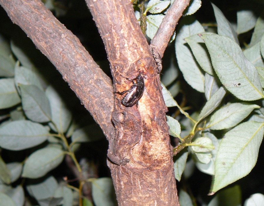 やなぎの枝先_10月のヤナギに集まったシラホシハナムグリとサビキコリ_201003_19-10