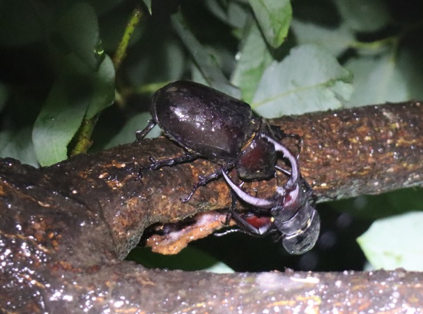 やなぎの枝先_8月の記録的な長雨3日目_ノコギリクワガタペア､カブトムシ♀_2021年8月14日19時40分_気温25度