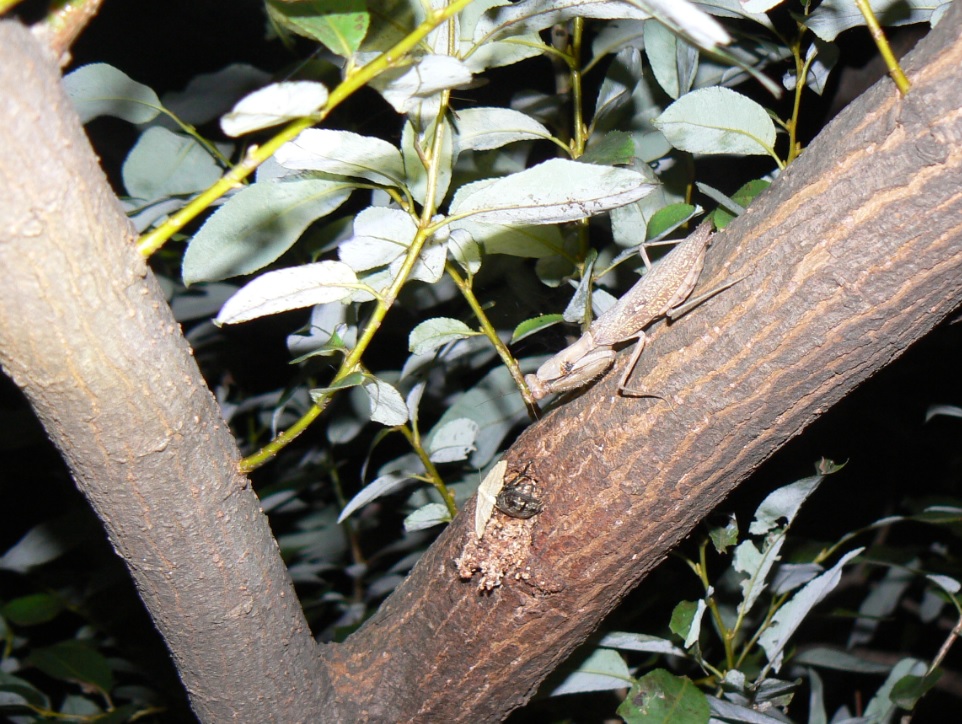 やなぎの枝先_じっと狩りのチャンスを待つ褐色のハラビロカマキリの雌_200930_18-20