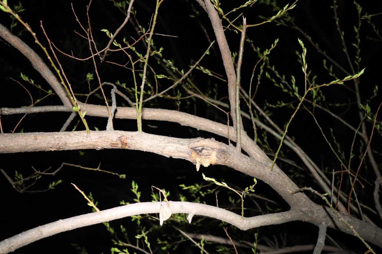 やなぎの枝先_まだ若芽がはえたばかり_2022年4月9日19時20分_気温18度