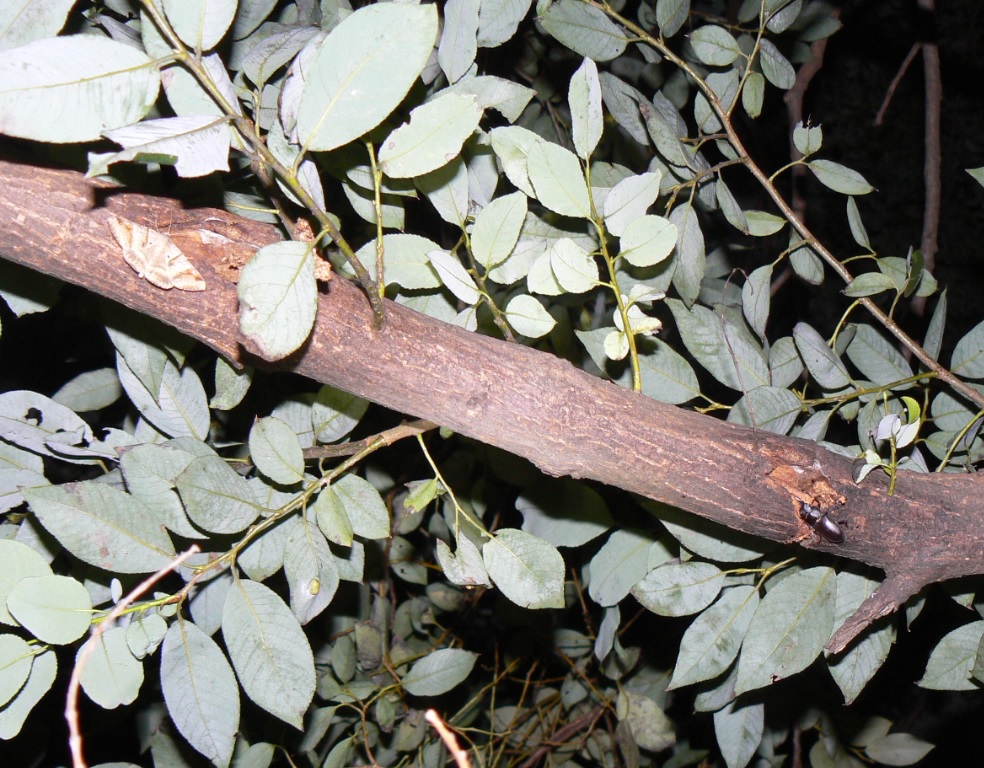 やなぎの枝先_カキバトモエとコクワガタの雄_2020年10月13日19時5分