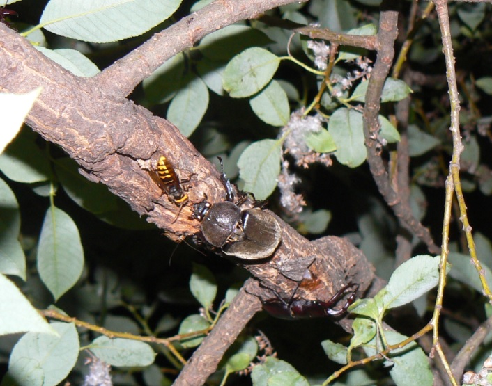 やなぎの枝先_カブトムシ♀、ノコギリクワガタ♀_2021年6月10日20時20分_気温25度