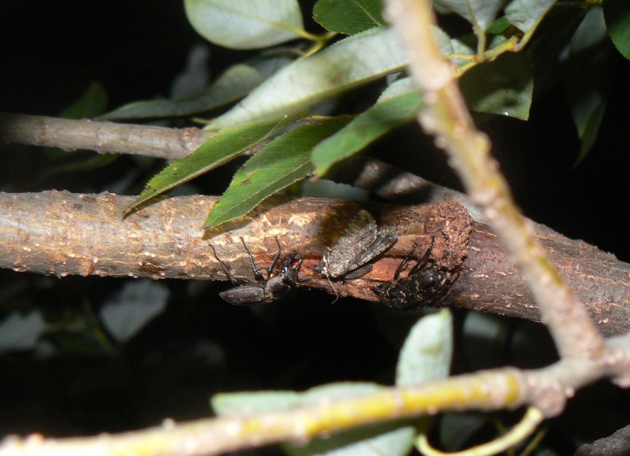 やなぎの枝先_コクワガタ_200908日暮れ直後