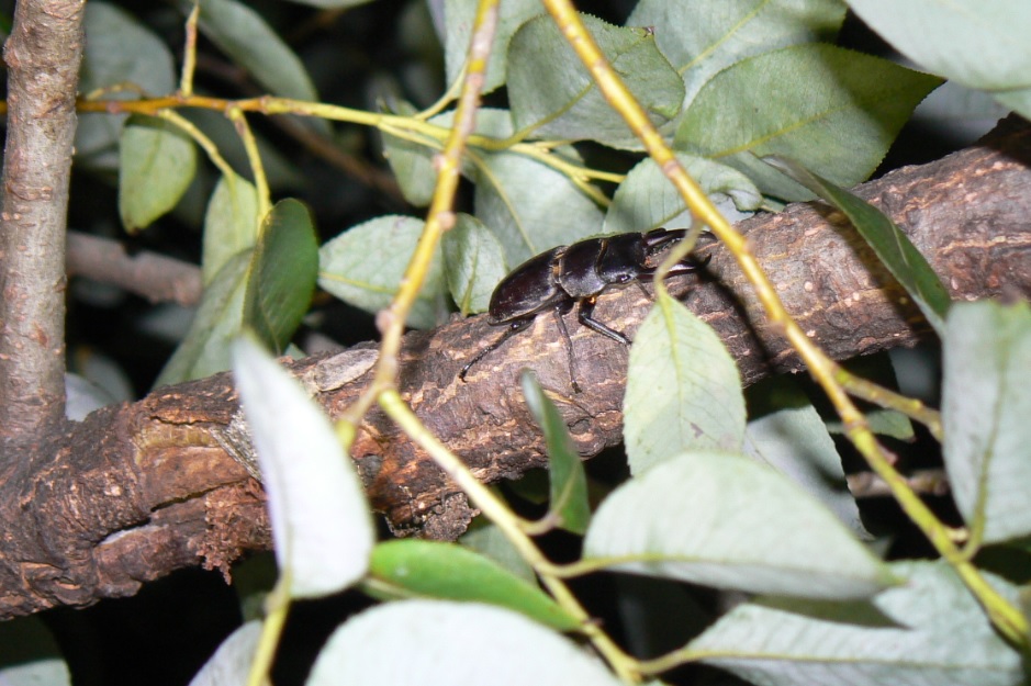 やなぎの枝先_コクワガタとサビキコリ_200910