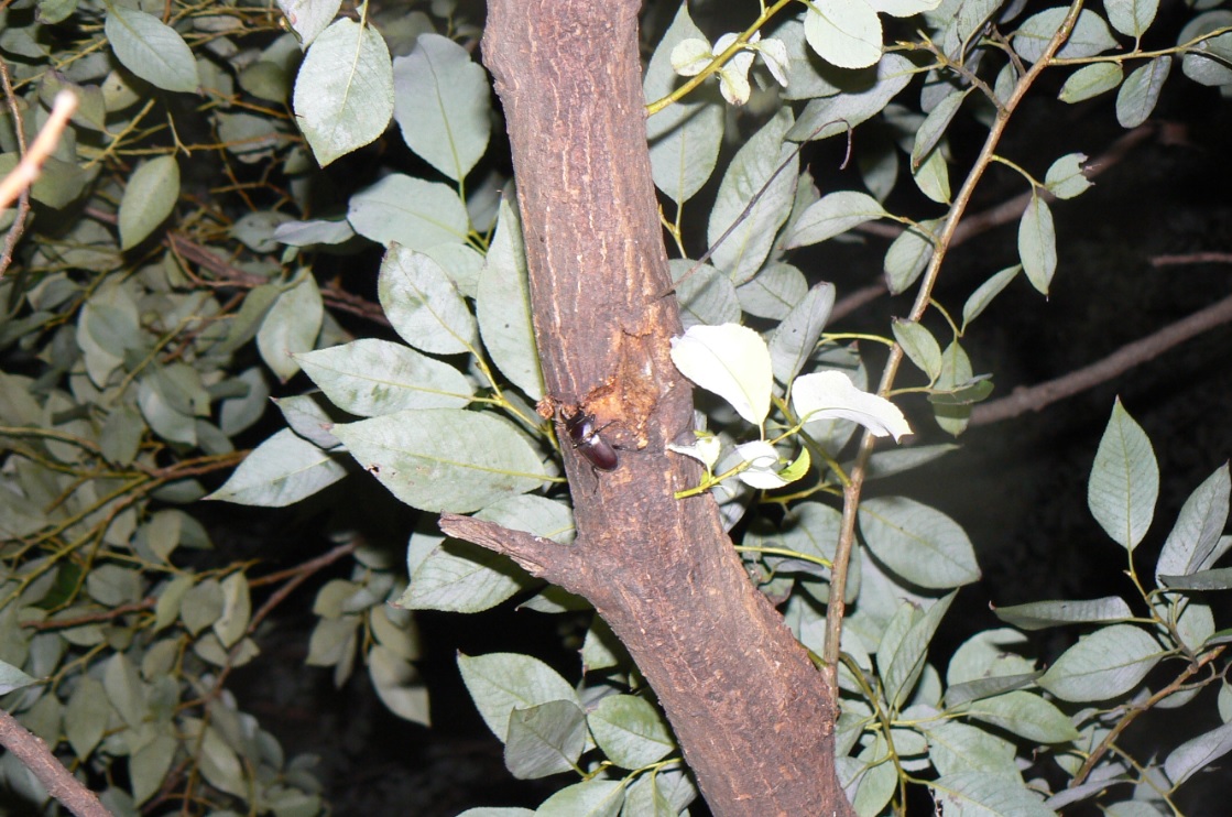 やなぎの枝先_コクワガタの雄_2020年10月11日18時10分