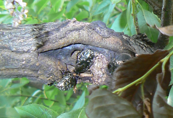 やなぎの枝先_シラホシハナムグリ3匹_2021年7月11日14時50分_気温33度
