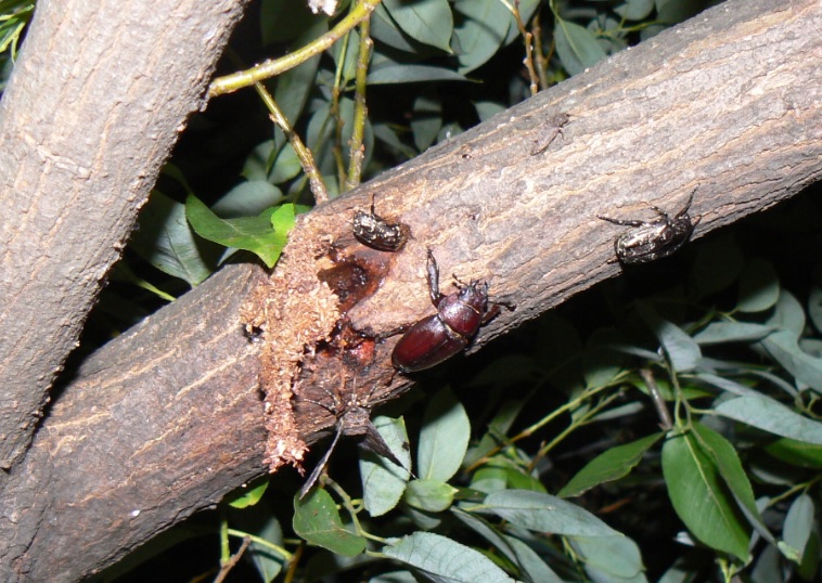 やなぎの枝先_シラホシハナムグリとノコギリクワガタ♀_2021年6月10日20時20分_気温25度