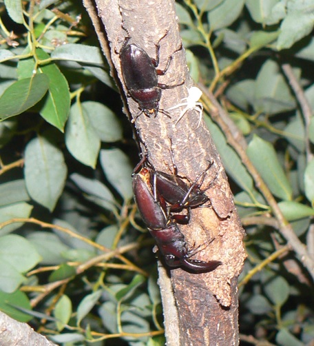 やなぎの枝先_ノコギリクワガタ1♂2♀_2021年7月13日20時頃_気温26度