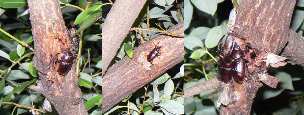 やなぎの枝先_ノコギリクワガタのペア&1♂1♀_2021年6月18日20時40分_気温23度