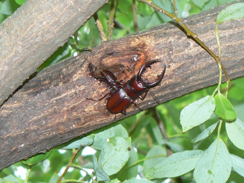 やなぎの枝先_ノコギリクワガタのペア_2021年6月13日6時5分_気温23度