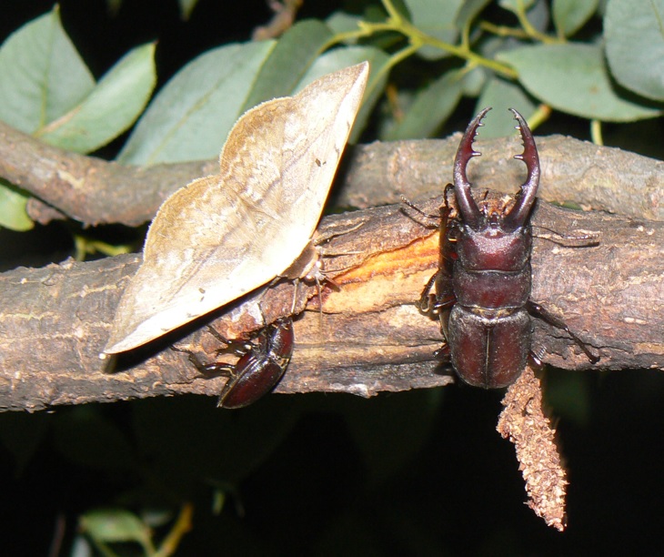やなぎの枝先_ノコギリクワガタのペア＆1♀、カキバトモエ_2021年7月日20時50分_気温26度