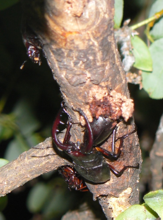 やなぎの枝先_ノコギリクワガタペア＆1♂1♀_2021年6月22日20時30分_気温24度