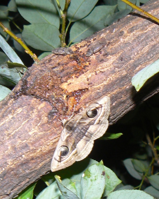 やなぎの枝先_ハグルマトモエ、サビキコリ_2021年6月14日19時25分_気温22度