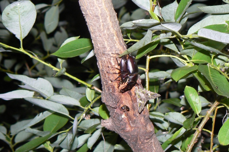 やなぎの枝先_今年初めてのノコギリクワガタのペア_2021年6月7日20時25分_気温25度