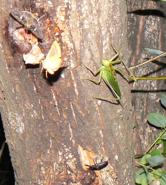 やなぎの枝先_幹を辿って降りたところでヤブキリ♀とコクワガタ♂_2021年6月22日20時30分_気温24度