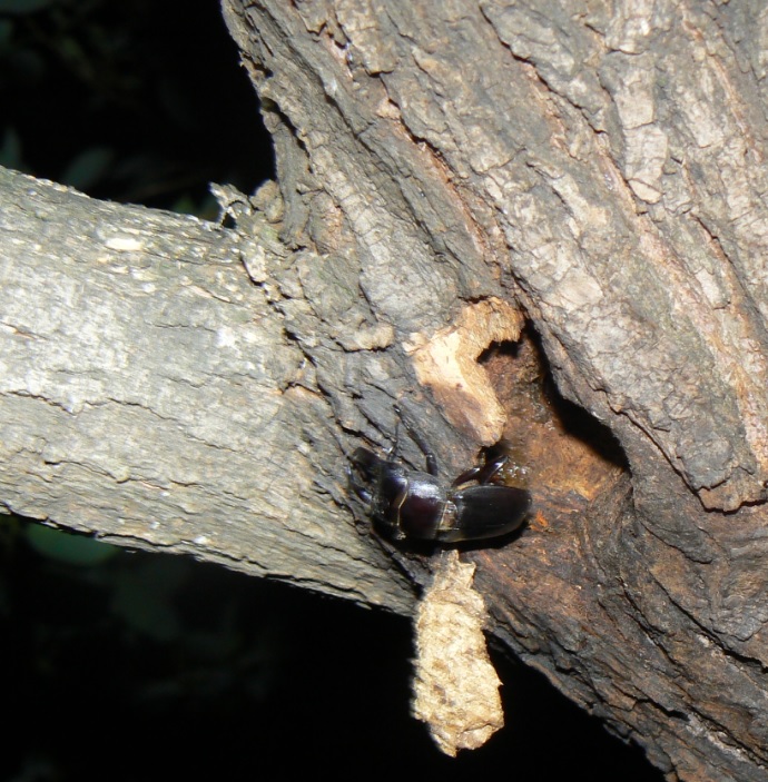 やなぎの枝先_枝先から1m下_ボクトウガの幼虫がいる洞からヒラタクワガタが出てきた_2021年6月18日20時40分_気温23度