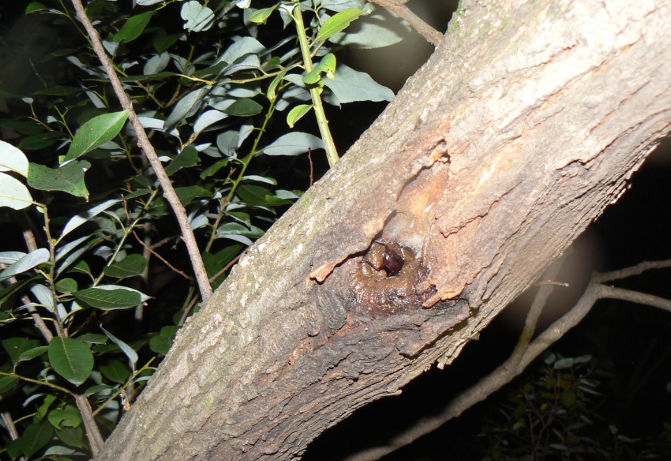 やなぎの枝先_枝先から1m下の幹の洞のコクワガタ_2020年10月11日18時10分