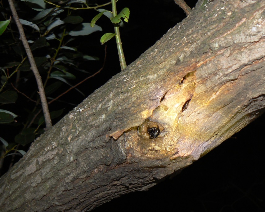 やなぎの枝先_枝先から1m下の幹の洞のコクワガタ_2020年10月28日18時0分_気温16度