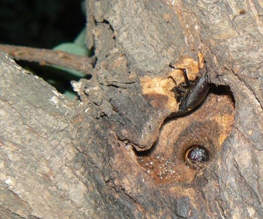 やなぎの枝先_枝先から1m下の幹の洞のコクワガタとボクトウガの幼虫_2021年6月7日20時25分_気温25度