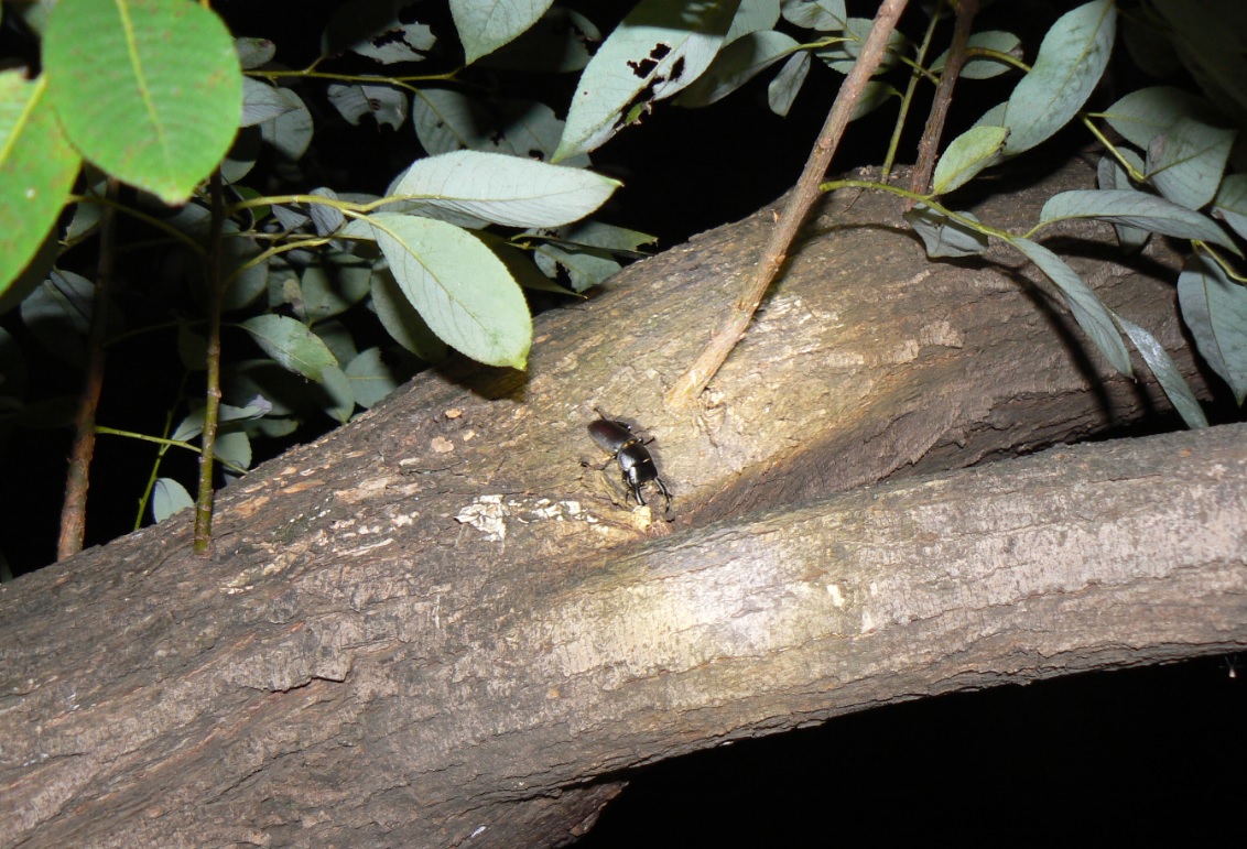 やなぎの枝先_枝先から2m下の幹を歩くコクワガタの雄_2020年10月16日18時45分_気温15度