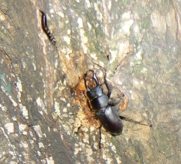 やなぎの枝先_枝先から3m下の幹の樹液を吸うコクワガタ(接近)_2020年10月28日18時0分_気温16度