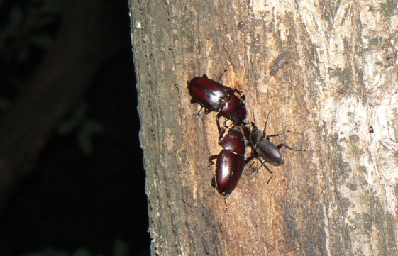 やなぎの枝先_枝先から3m下の幹の樹液を吸うノコギリクワガタ2♀とコクワガタ1♂_2021年6月7日20時25分_気温25度